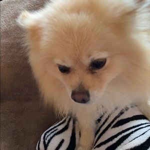 Meet your Posher, Kim